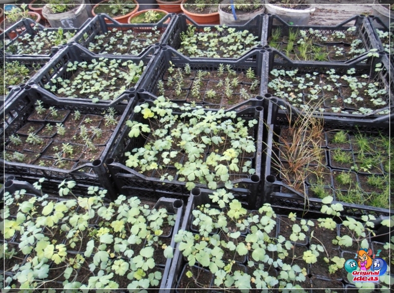 landscape design Heuchera reproduces well by seeds