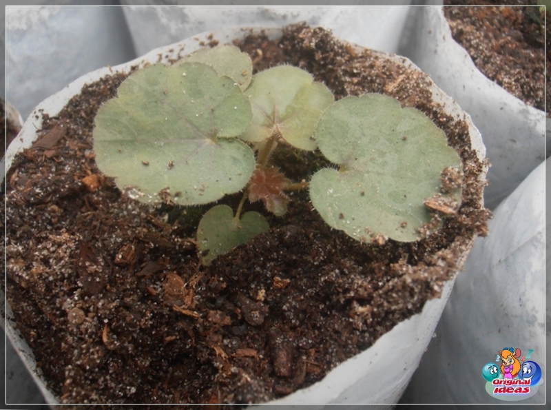 landscape design Draft can kill seedlings