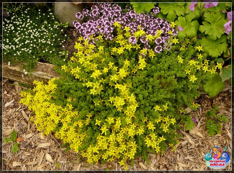 Alpenhügel am Hang Die Kombination aus Stein und Blumen bildet ein faszinierendes Duett