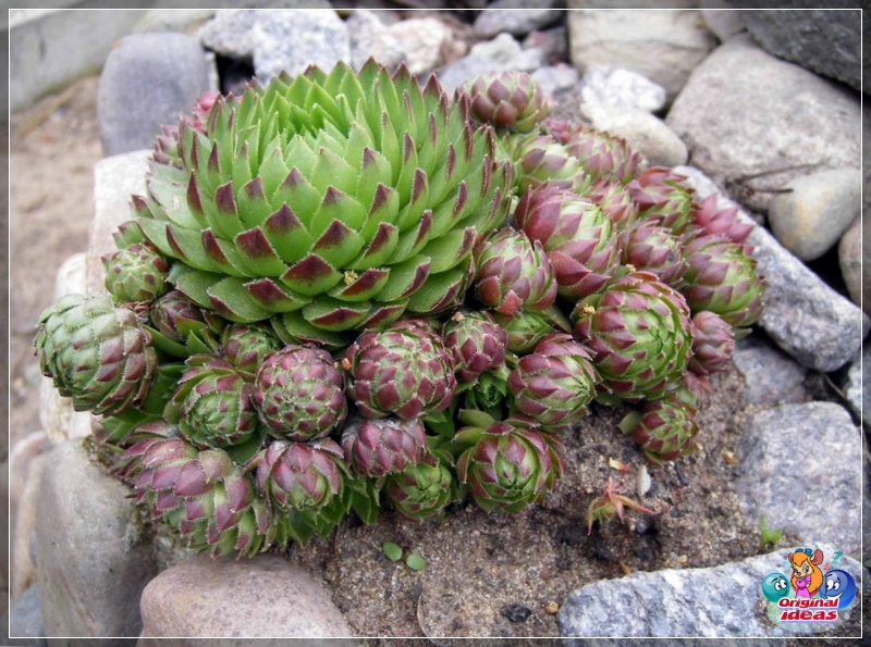 rutsche Molodilo schmückt ein Blumenbeet sowohl mit viel Grün als auch mit schlichten Blumen