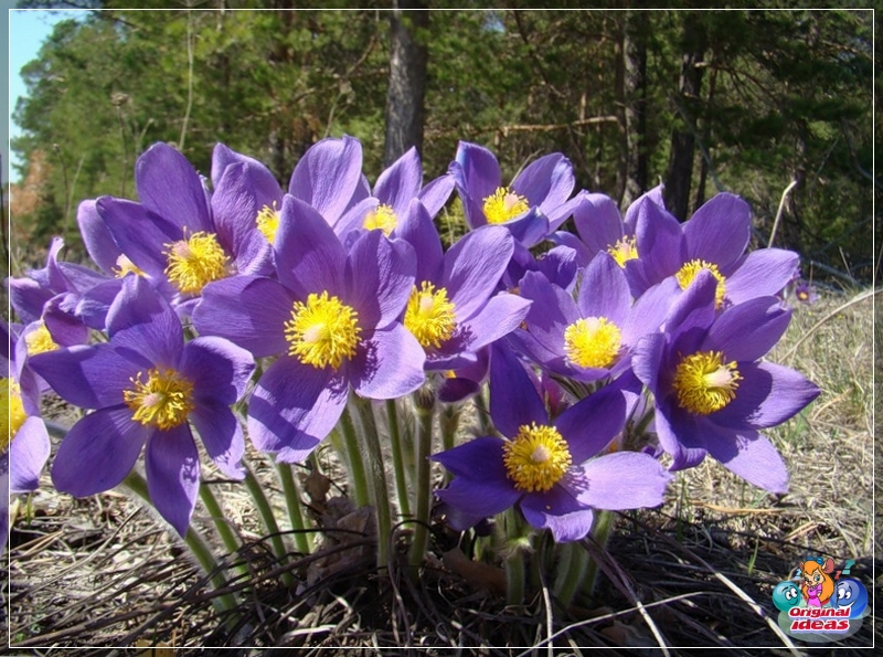 rutsche Pulsatilla ist ideal für Alpinrutschen
