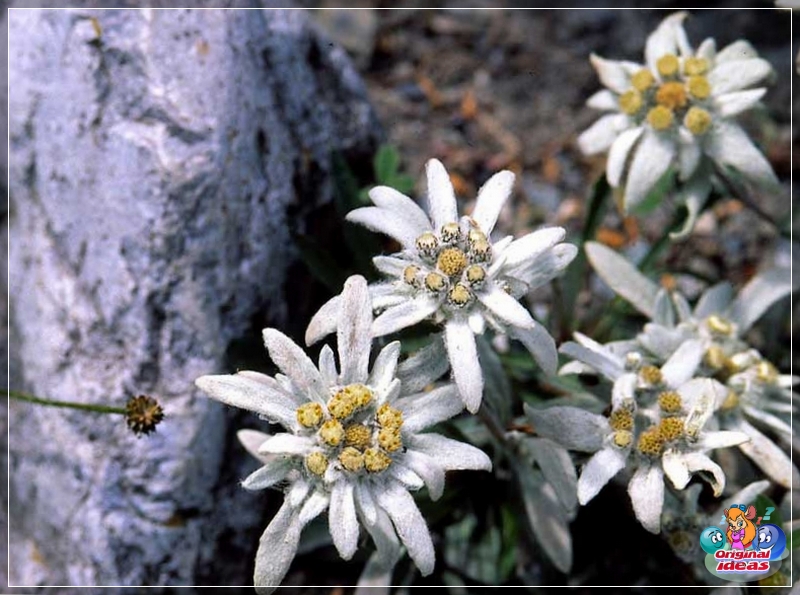 rutsche Edelweissstaude - ein Symbol der Alpen