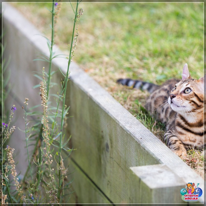 Mur oporowy z drewna