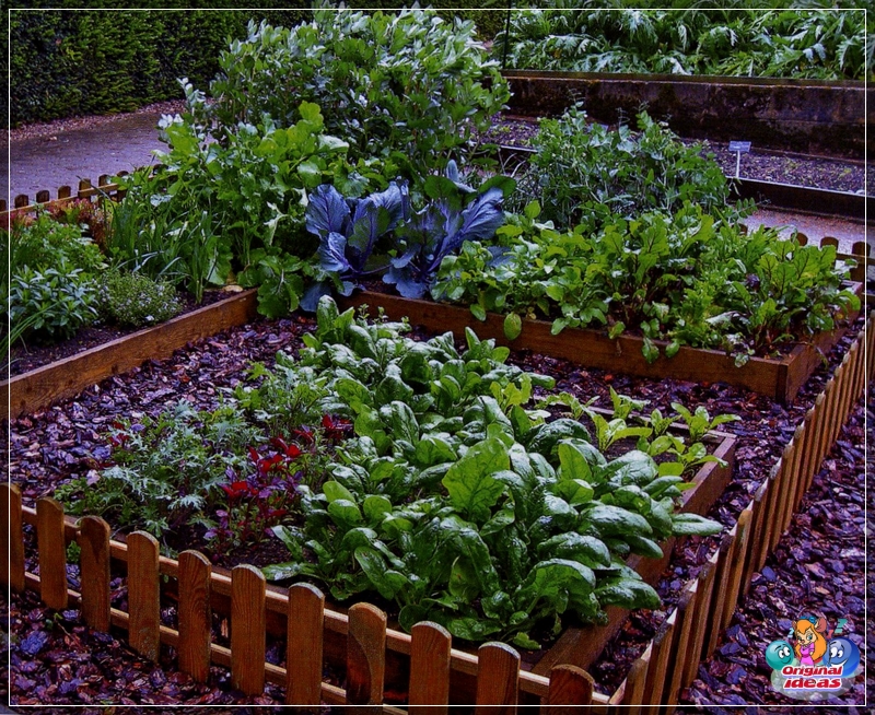 Jardín decorativo individual en diseño de paisaje