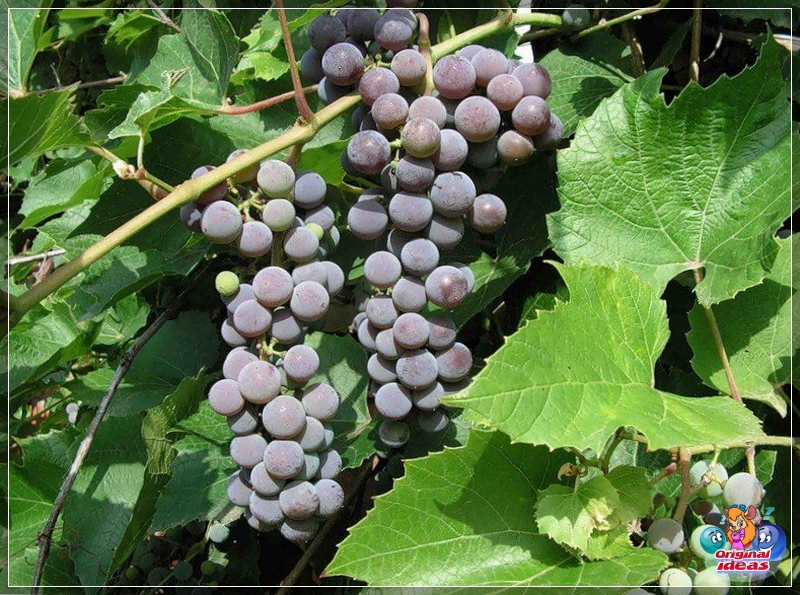 landscape Isabella grape in landscape design
