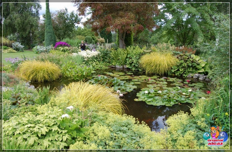 landscape Pond decoration with water lilies and ornamental plants in the English style