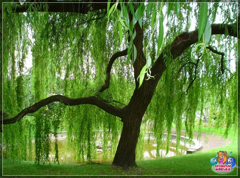 landscape Weeping willow for landscape design in the English style