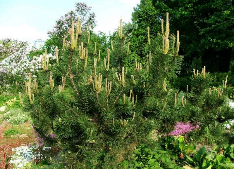 Mountain pine is widely used in landscape design