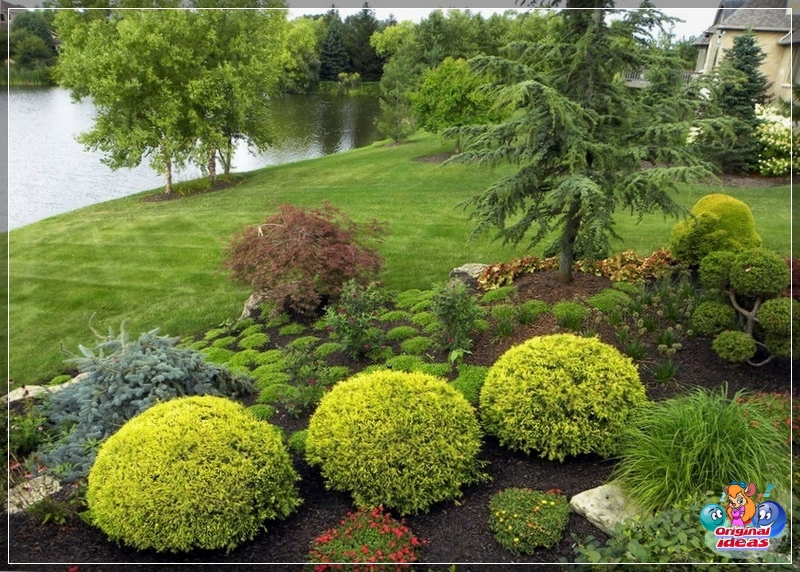 Use in landscape design of bushes with a spherical shape