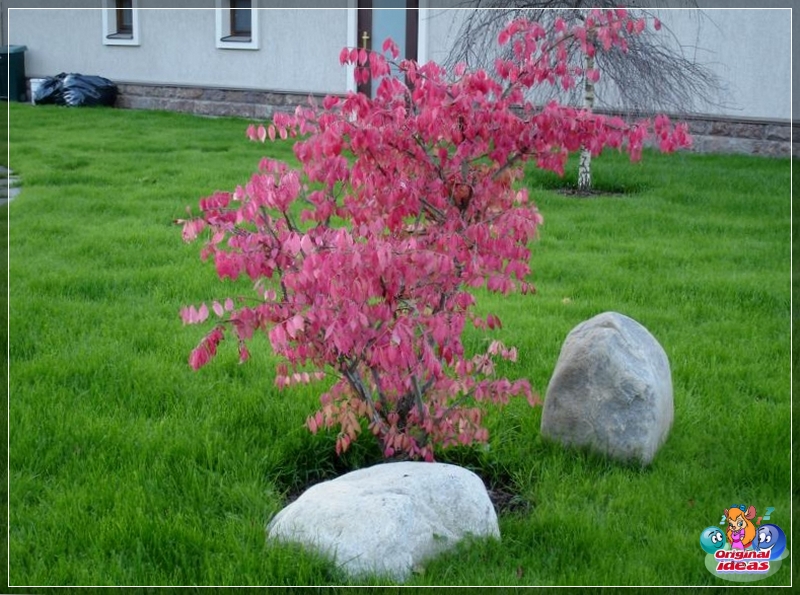 Sakura in landscape design