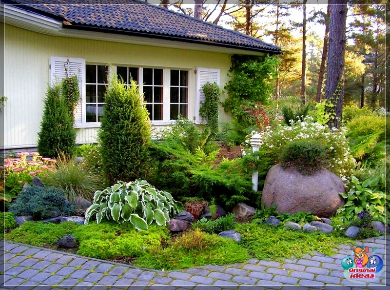 Decorating a summer cottage with decorative shrubs