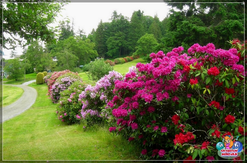 Rhododendrons in landscape design