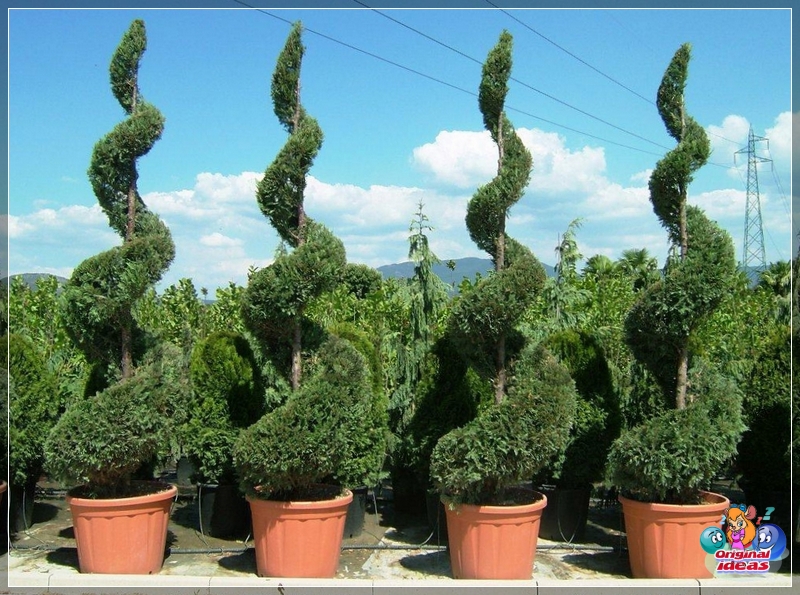 Saplings of ornamental shrubs for landscape design