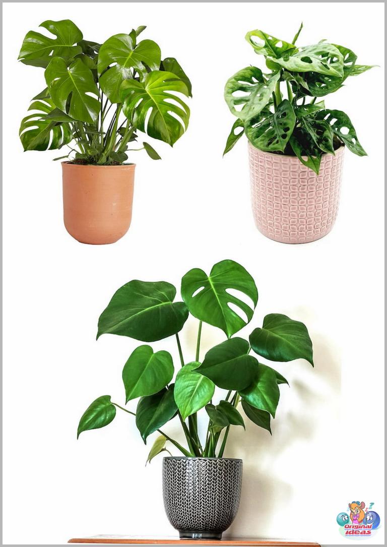 indoor plants in the interior photo 14