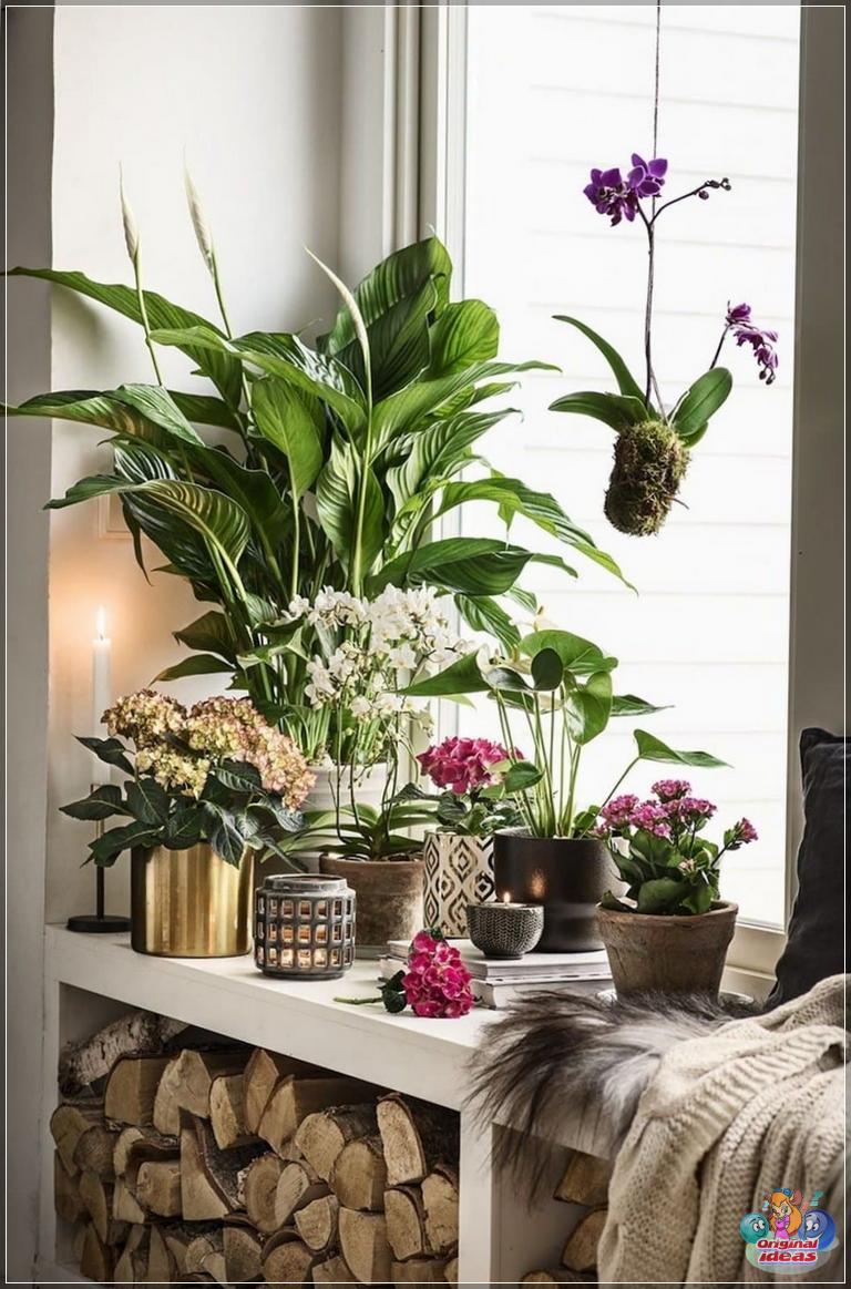 indoor plants in the interior photo 18