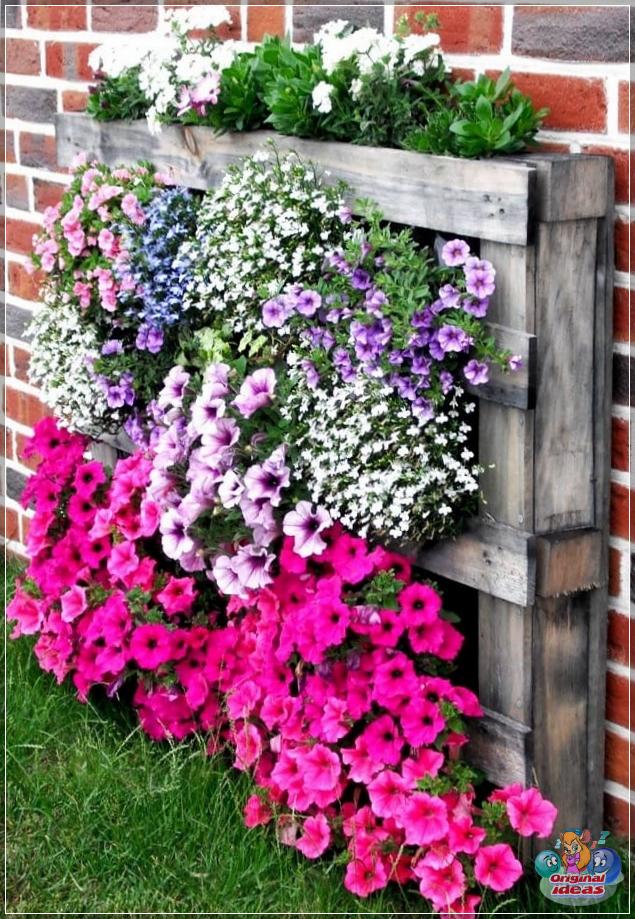 An original composition from a wooden pallet, which became an excellent shelter for blooming petunias