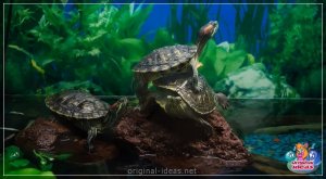 Сажалка паўзунка. Змест дома